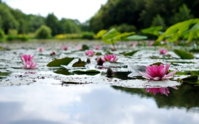 Réunions du comité et AG 2026